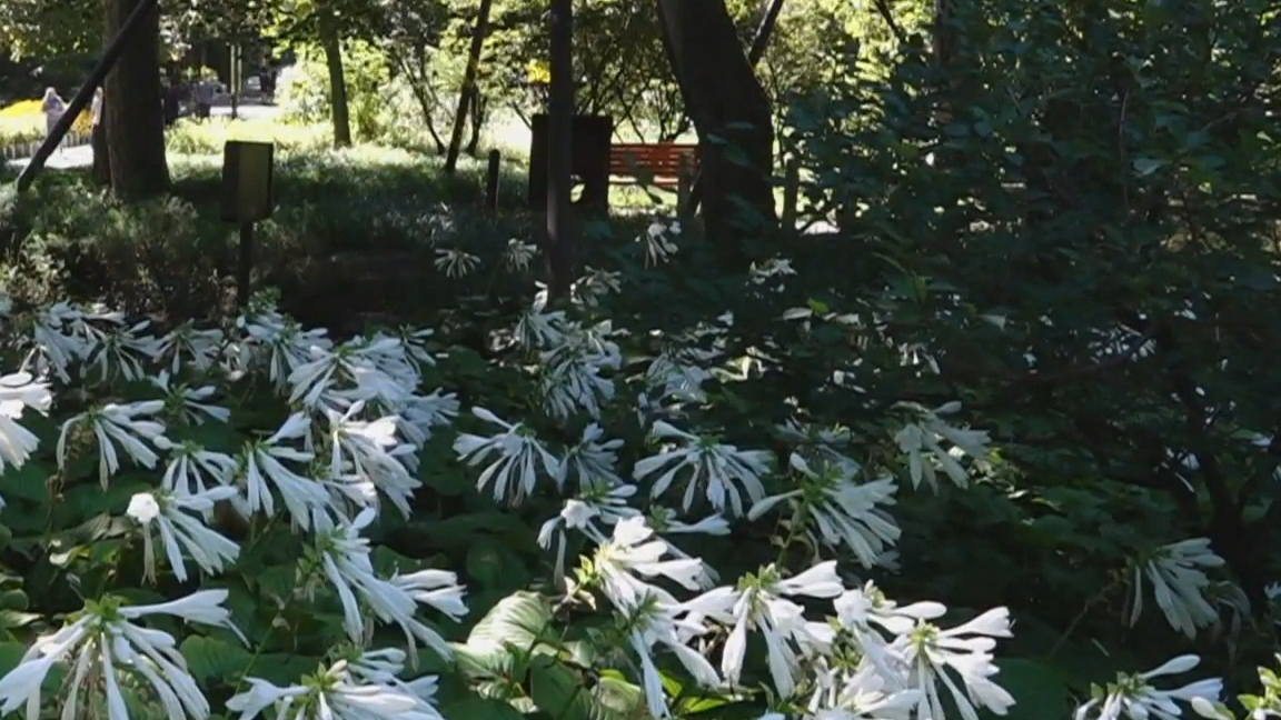 玉簪花开香满径 东方名花绽放全球