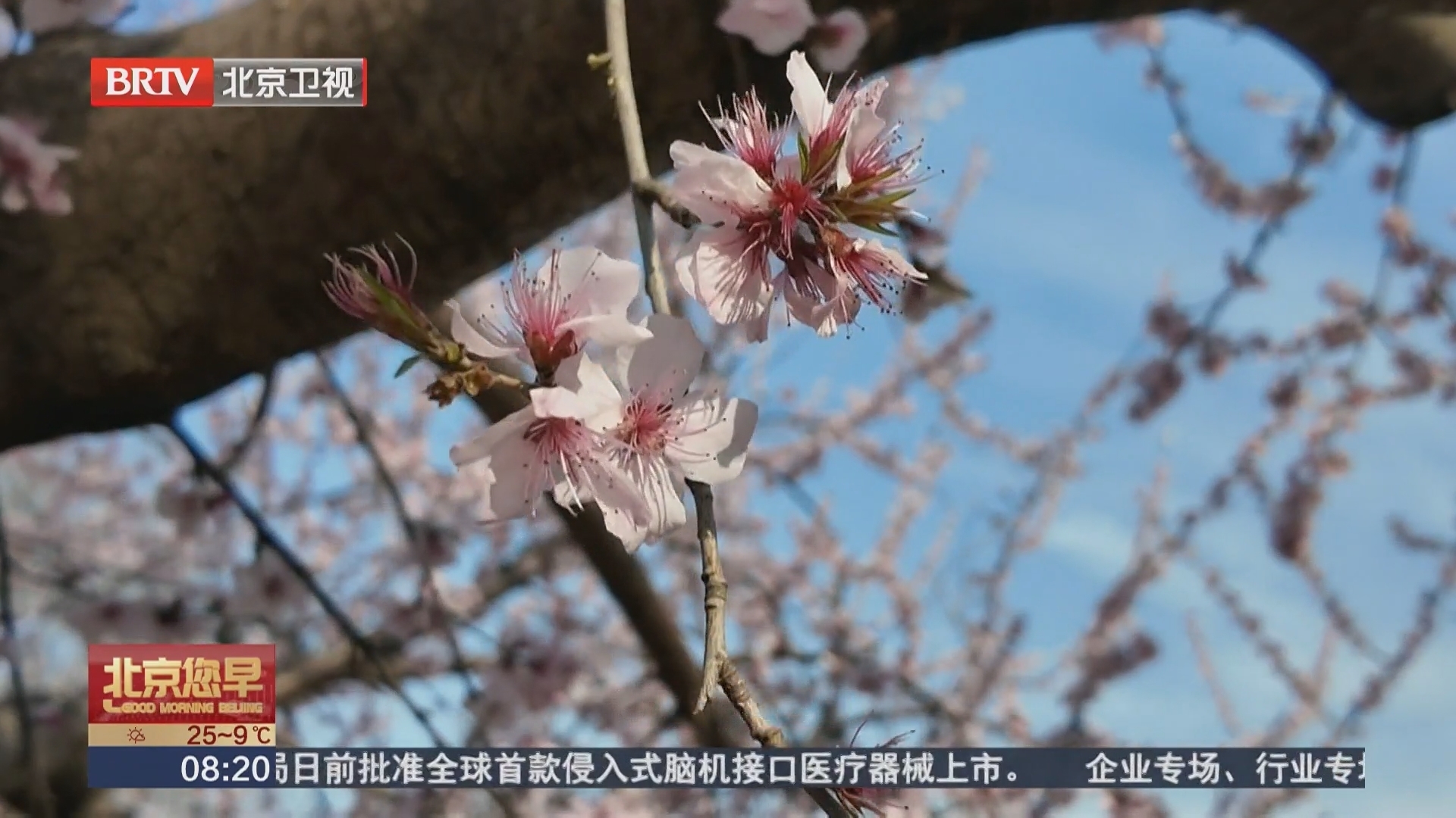 春日限定浪漫!在三里河公园邂逅春日限定的中式浪漫 春日限定浪漫!在三里河公园邂逅春日限定的中式浪漫