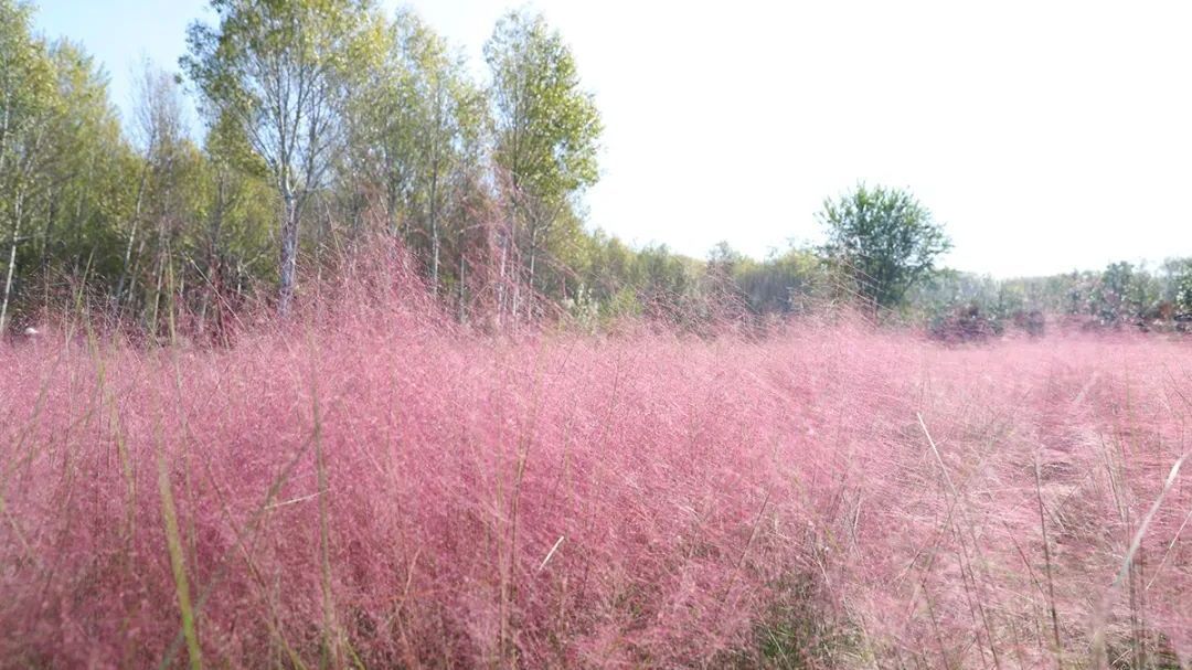 粉黛乱子草、地肤草……快来顺义东郊湿地公园打卡秋日限定花海 粉黛乱子草、地肤草……快来顺义东郊湿地公园打卡秋日限定花海