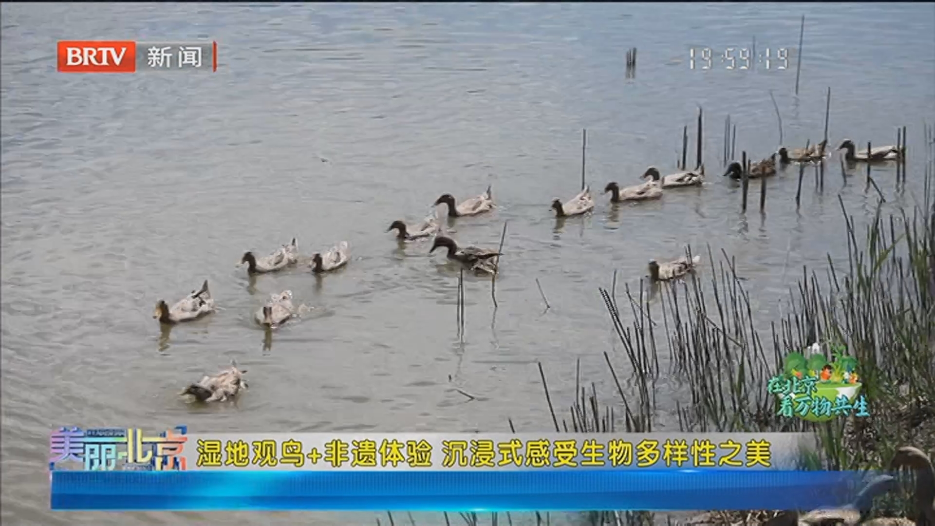 《美丽北京》20260604湿地观鸟+非遗体验 沉浸式感受生物多样性之美 《美丽北京》20260604湿地观鸟+非遗体验 沉浸式感受生物多样性之美