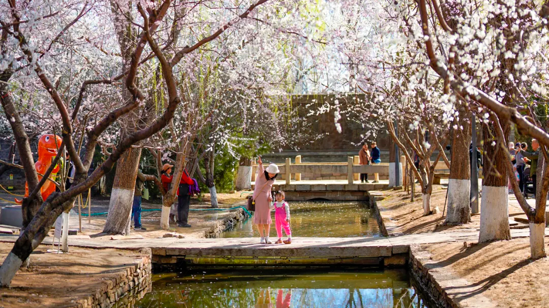 赏春天花板!三里河的春花市集,约吗? 赏春天花板!三里河的春花市集,约吗?
