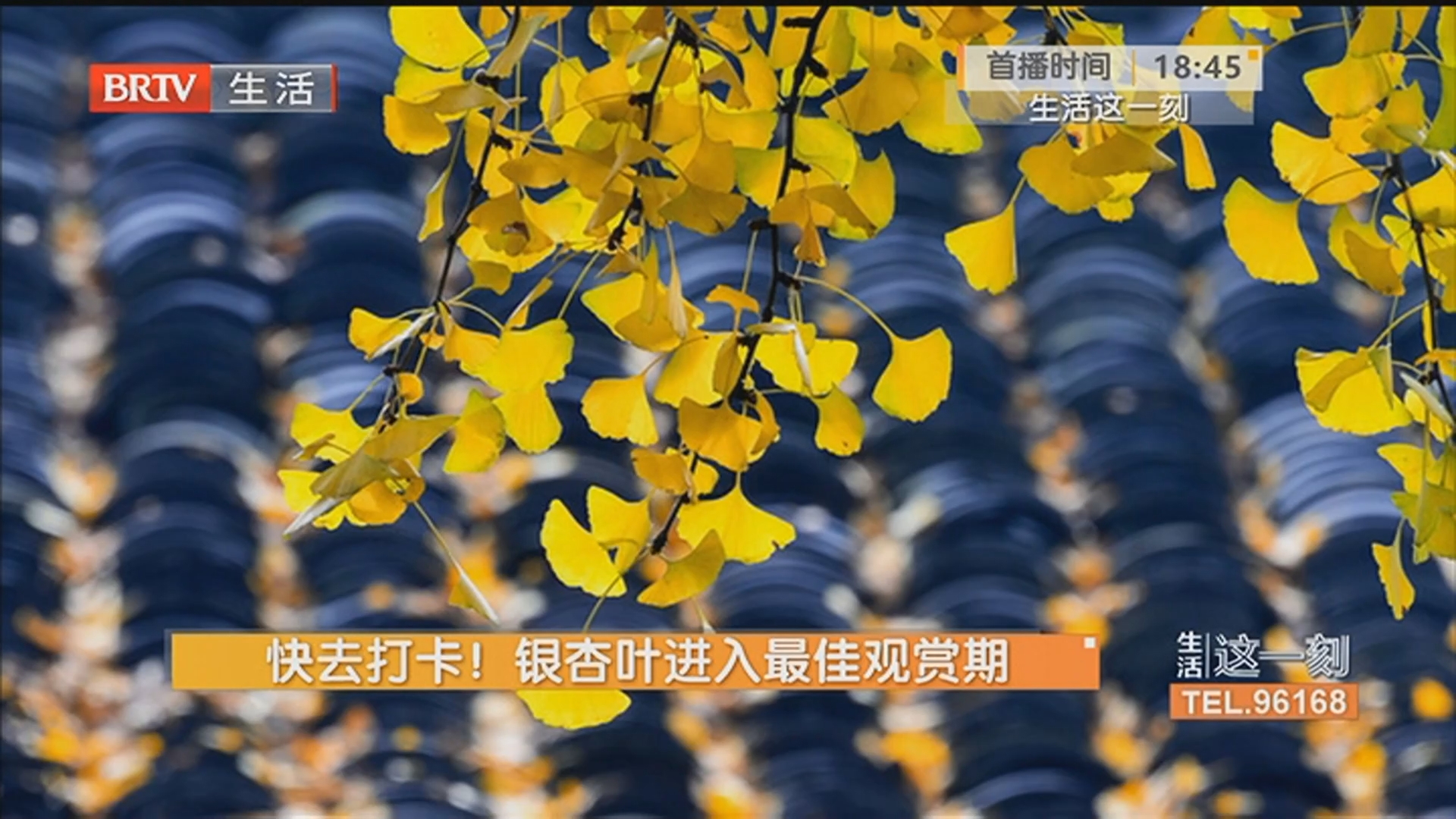 快去打卡！银杏叶进入最佳观赏期