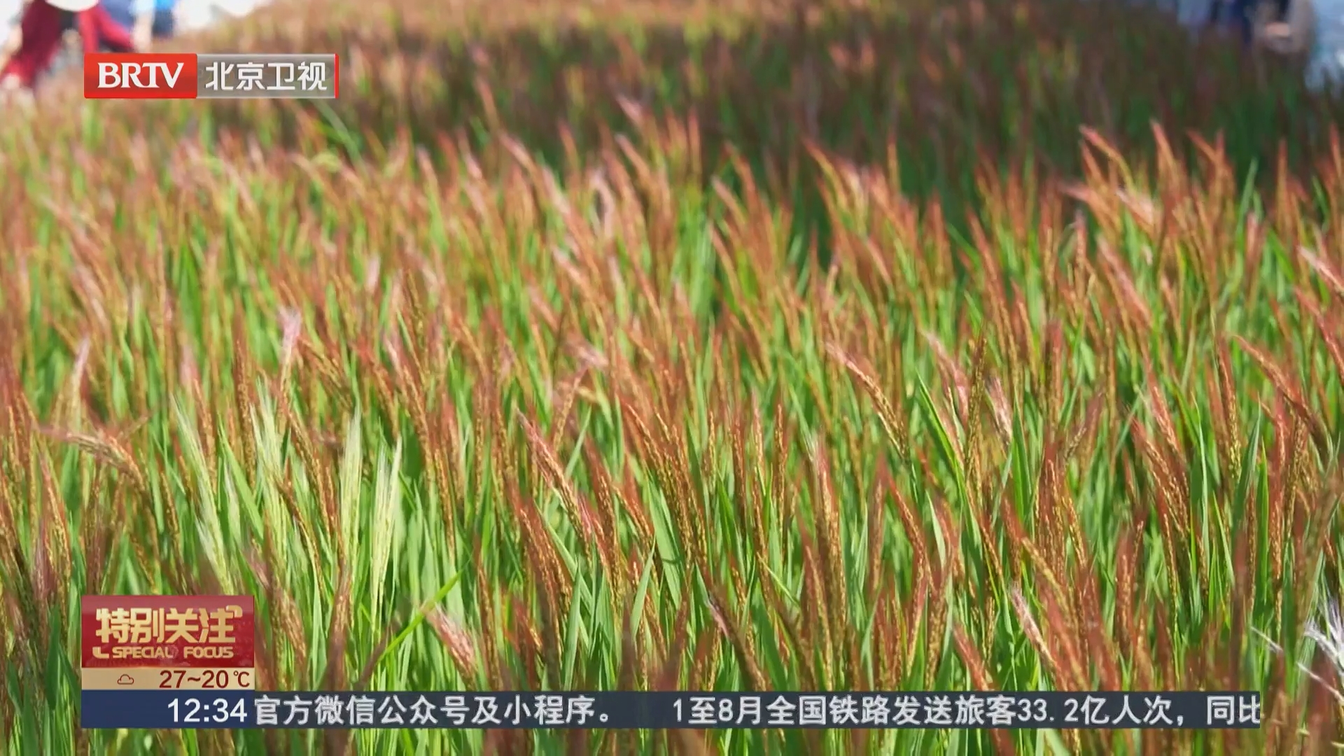 复现“皇家贡米”丰收盛景 北坞公园“胭脂稻”太出片 复现“皇家贡米”丰收盛景 北坞公园“胭脂稻”太出片