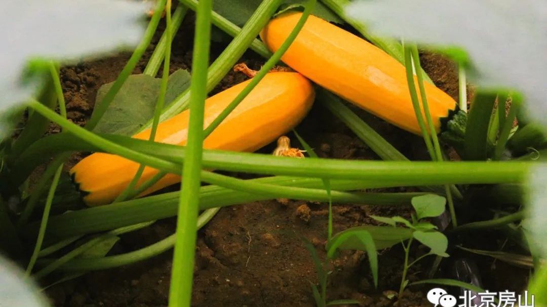 打卡!房山区蔬菜界的“新网红” 打卡!房山区蔬菜界的“新网红”