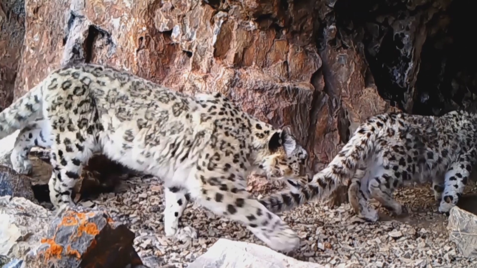 山西晋城青海囊谦：多种野生动物“生活照”上新啦!