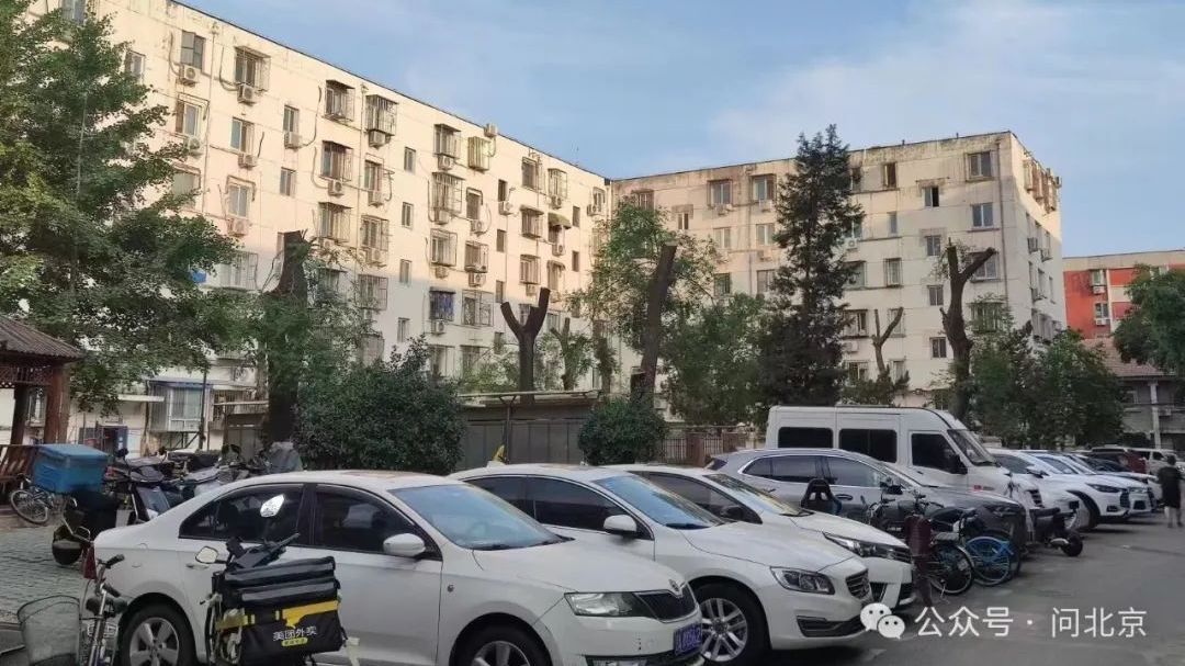 碗口粗的大树被“砍头”,还能活吗? 碗口粗的大树被“砍头”,还能活吗?