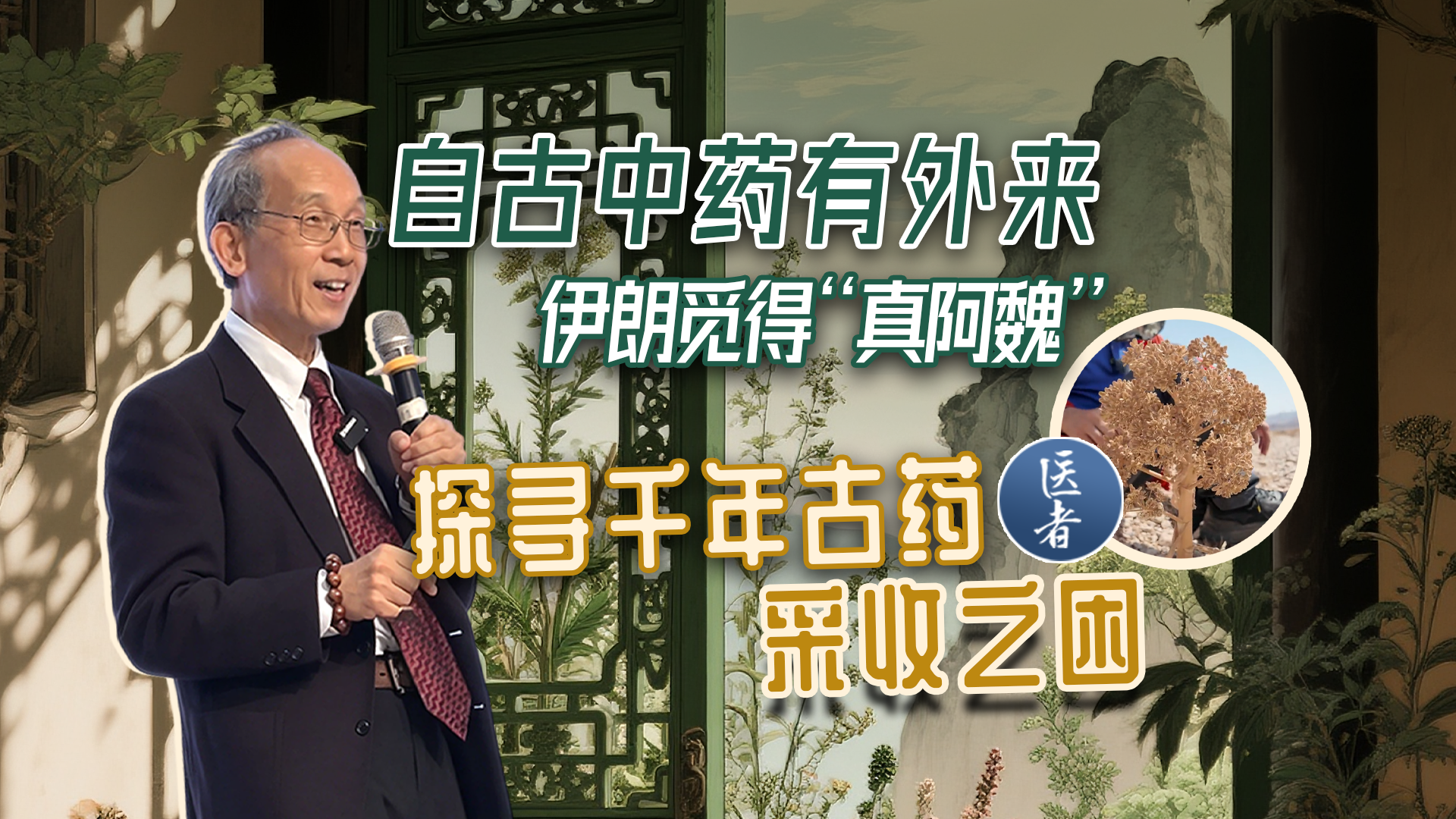 医者|自古中药有外来 伊朗觅得“真阿魏” 学者探寻千年古药采收之困 医者|自古中药有外来 伊朗觅得“真阿魏” 学者探寻千年古药采收之困