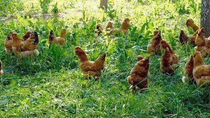 官方认证！探秘“北京油鸡”的独特魅力