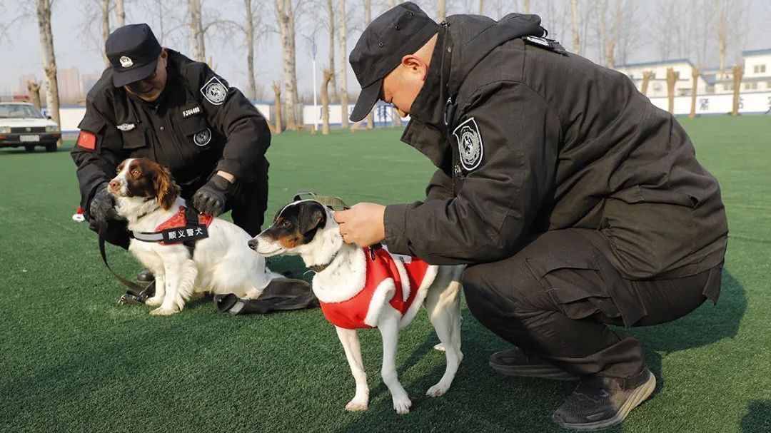 北京顺义：“汪汪队”过大年