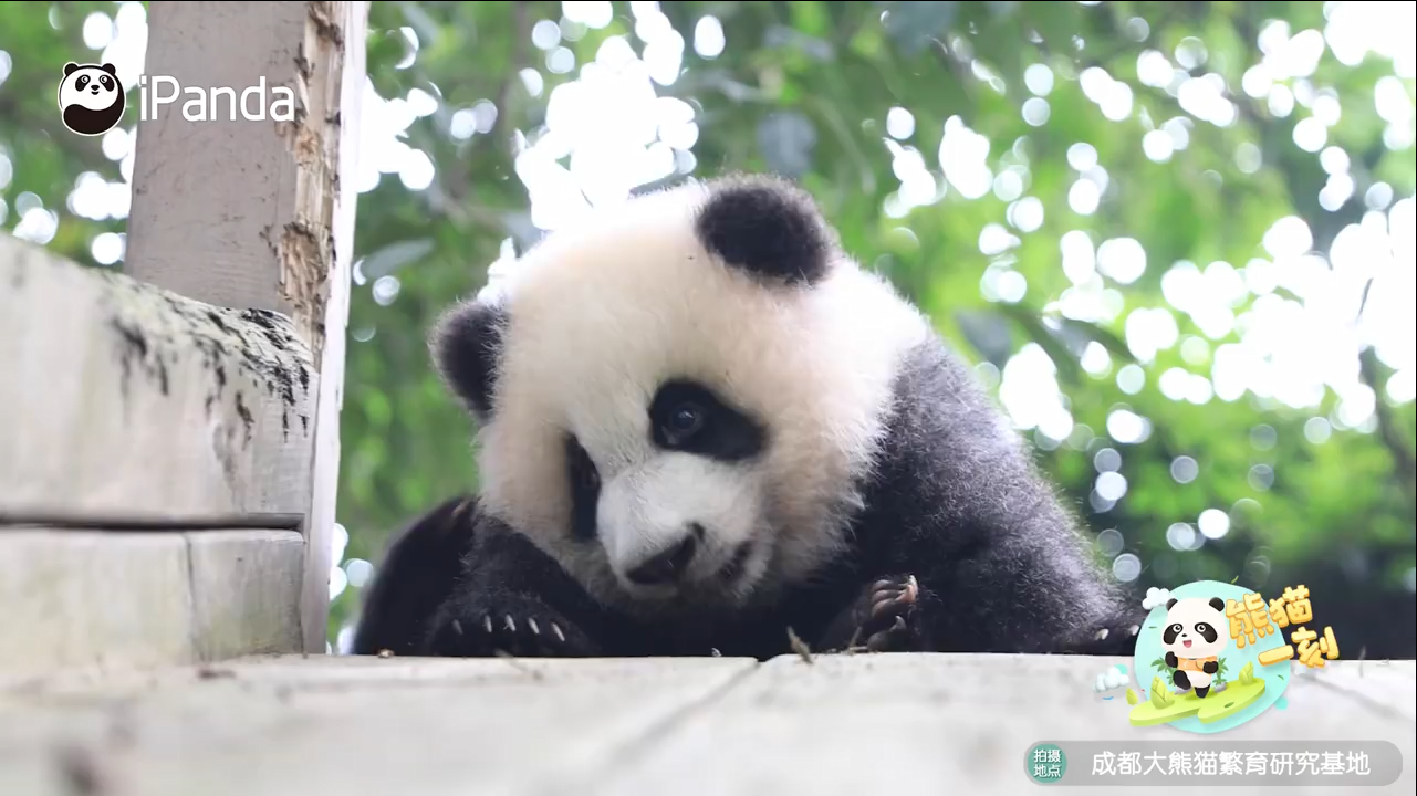 #大熊猫小奶音萌化了# 嘘!仔细听“笑笑”的小奶音 #大熊猫小奶音萌化了# 嘘!仔细听“笑笑”的小奶音