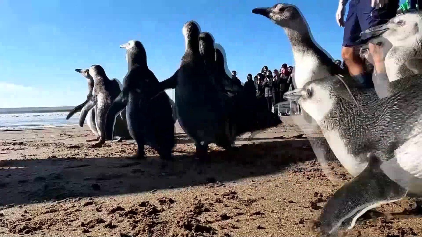 阿根廷14只获救麦哲伦企鹅“组团”回家