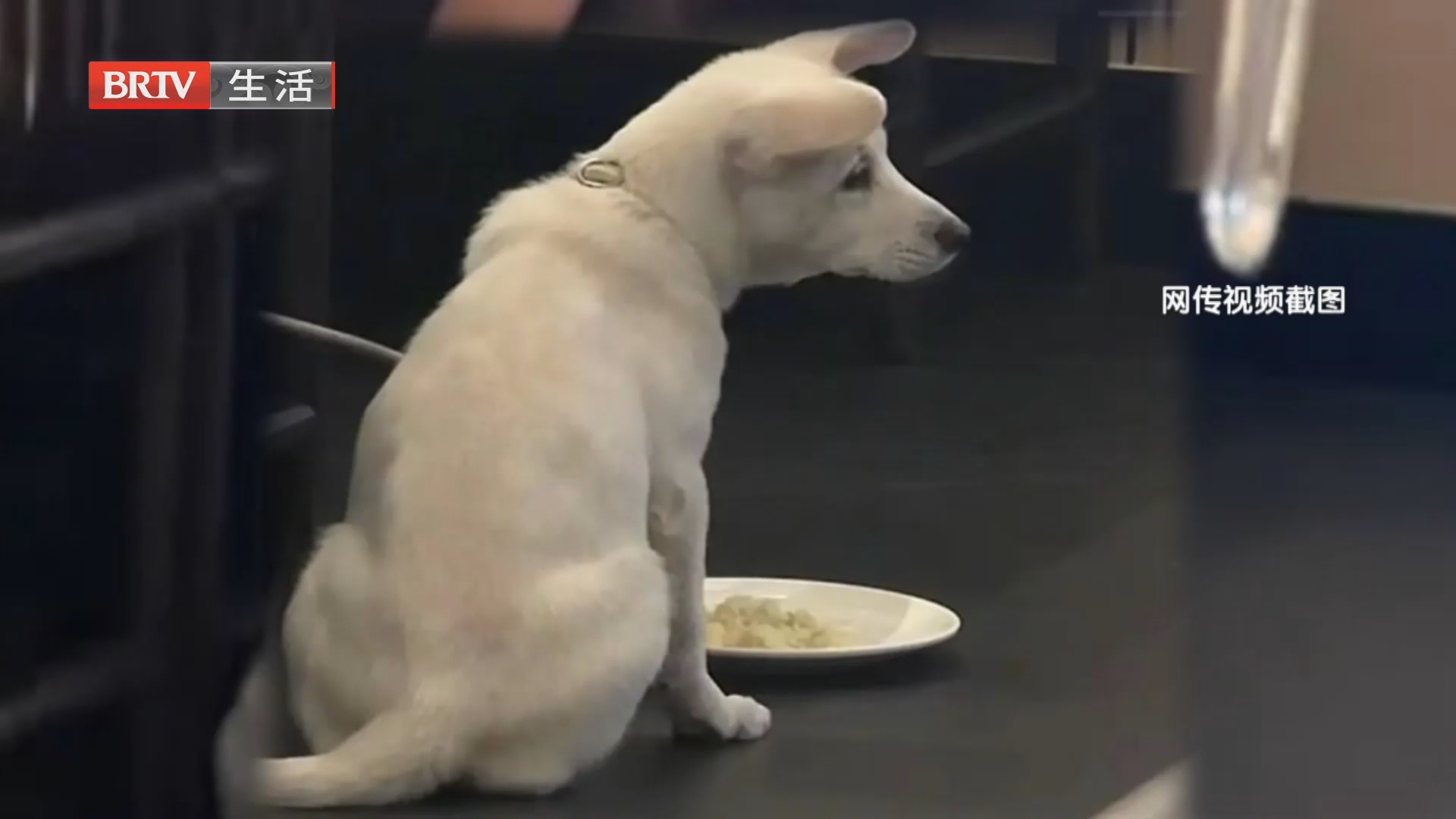 主播说:不让爱犬给社会添乱 这是宠物主人的一道底线 主播说:不让爱犬给社会添乱 这是宠物主人的一道底线