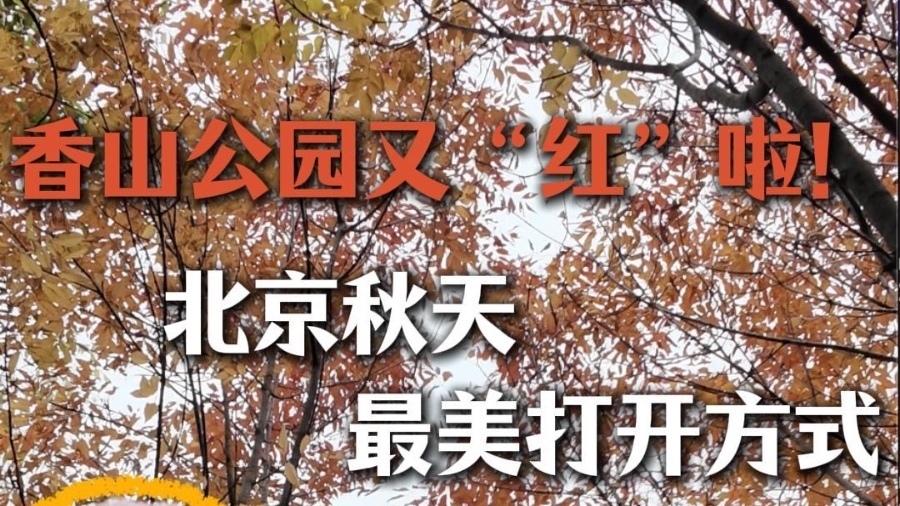 香山“又红”啦！北京香山公园红叶节今日启幕