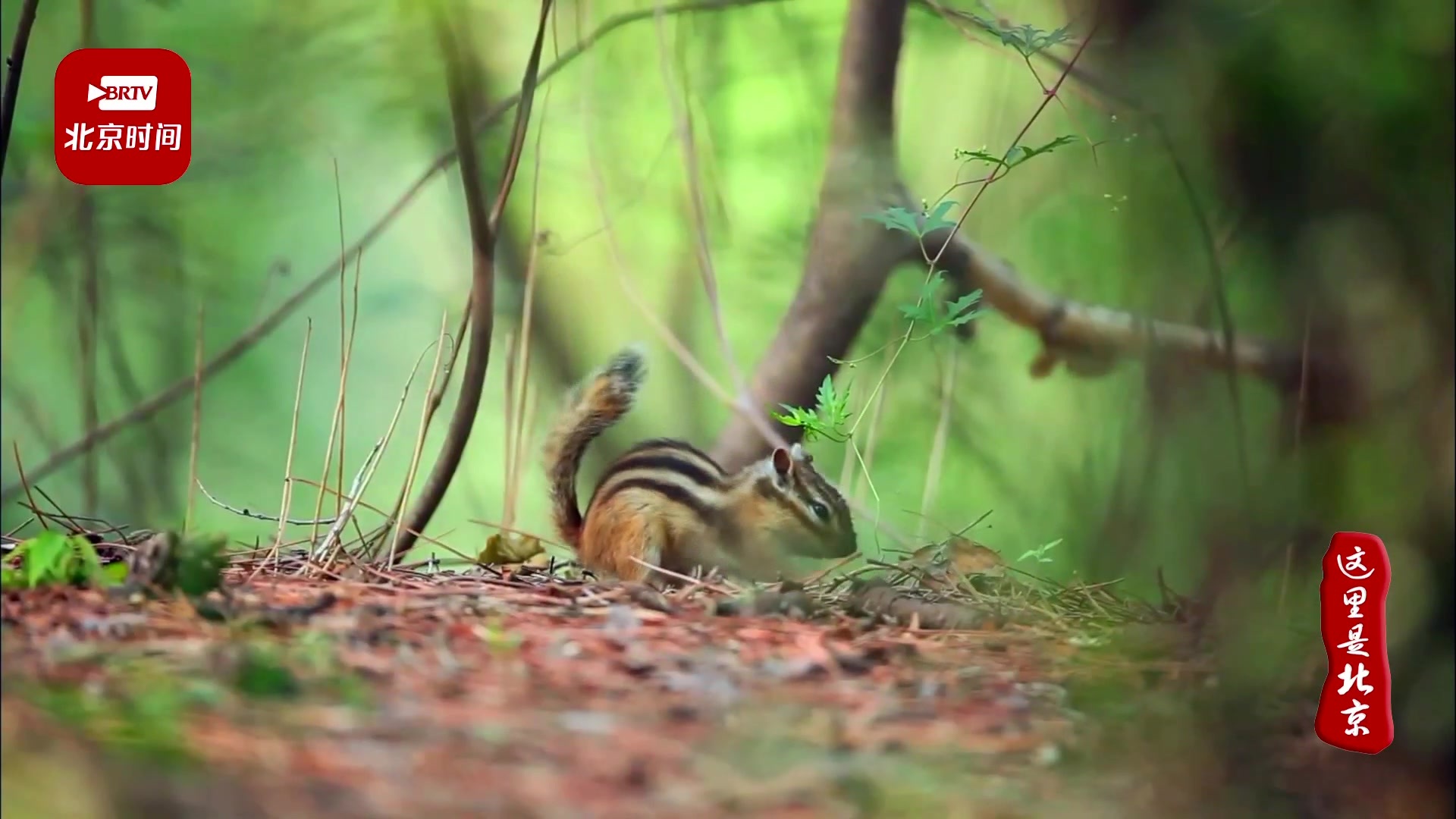 文化中国行丨珍贵影像记录下大运河水生态恢复的重要瞬间 文化中国行丨珍贵影像记录下大运河水生态恢复的重要瞬间