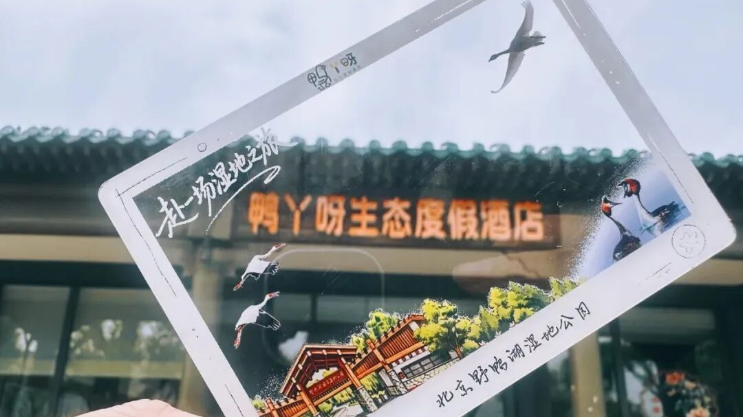 野鸭湖的九月!鸟类迁徙渐盛,林鸟纷至沓来—— 野鸭湖的九月!鸟类迁徙渐盛,林鸟纷至沓来——