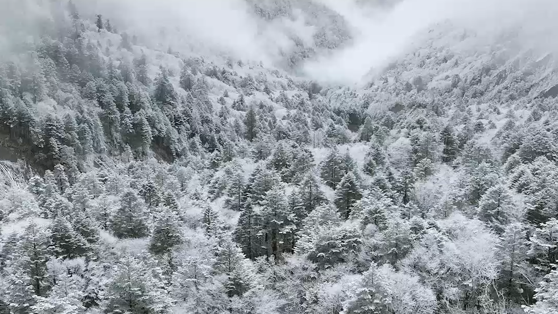 野生大熊猫雪地带崽首次公开！