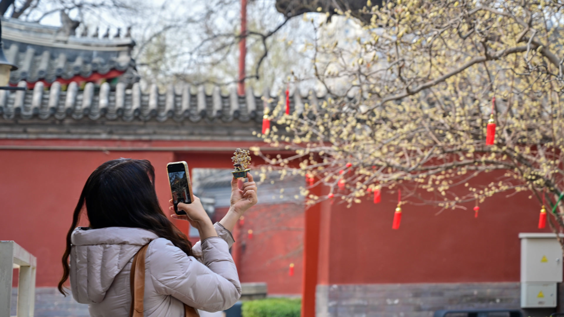 京城博物馆即将进入赏花季,万寿寺玉兰文创率先走红 京城博物馆即将进入赏花季,万寿寺玉兰文创率先走红