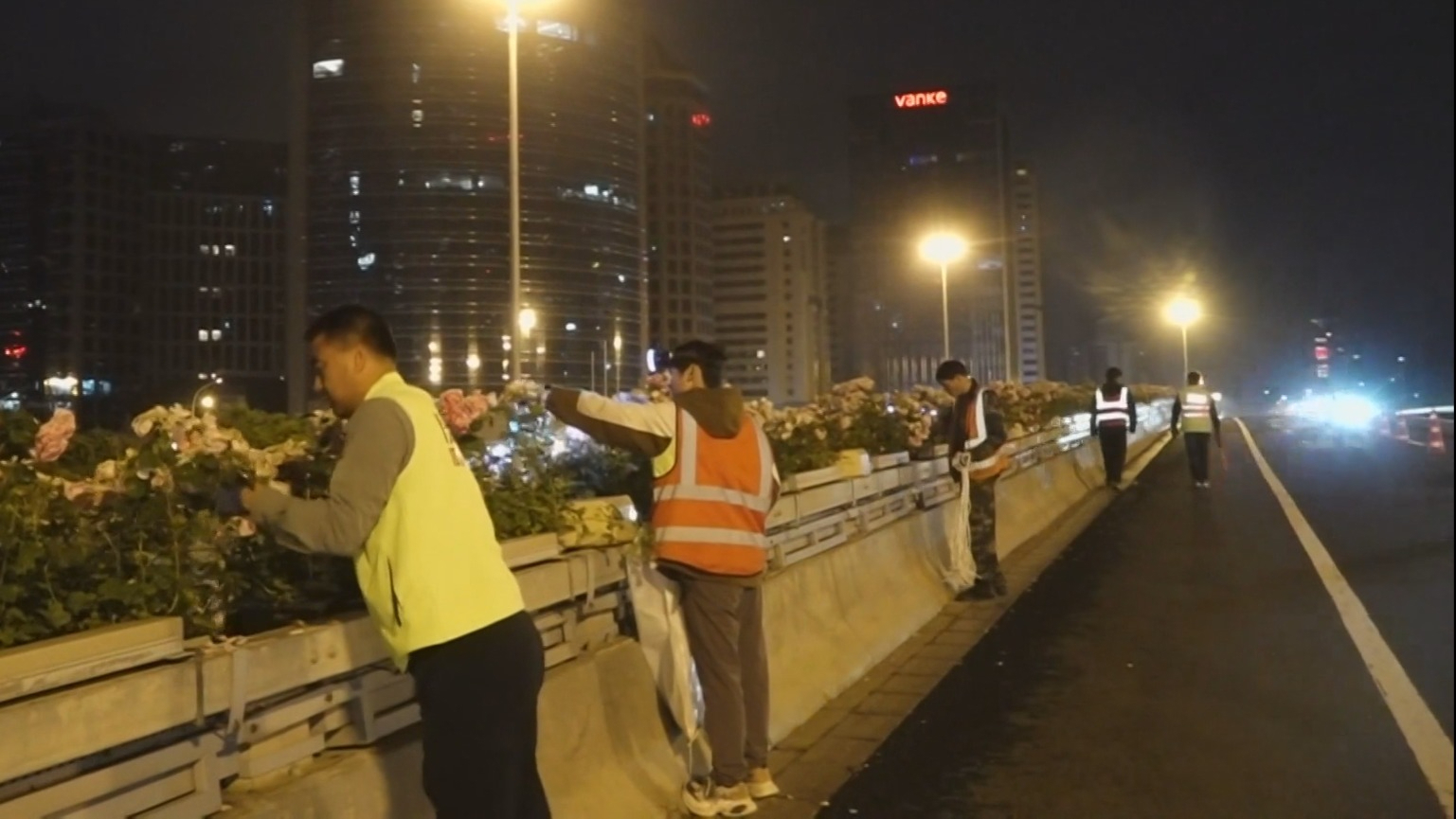 修剪休整静待花再开 环路月季进入夜间养护阶段