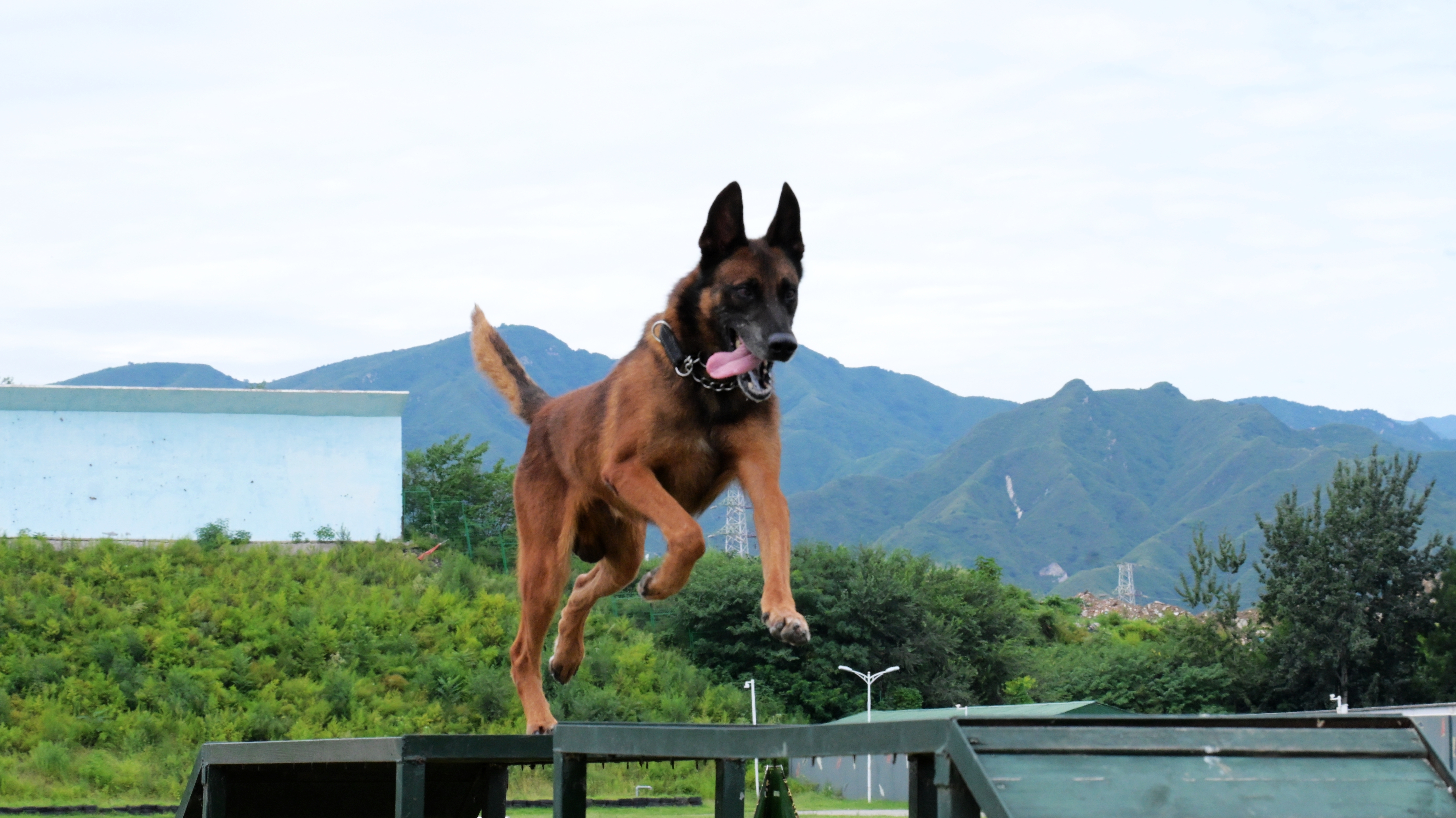 赛场竞骁勇，忠犬卫国都 武警北京总队“忠勇·2026”军犬专业比武纪实