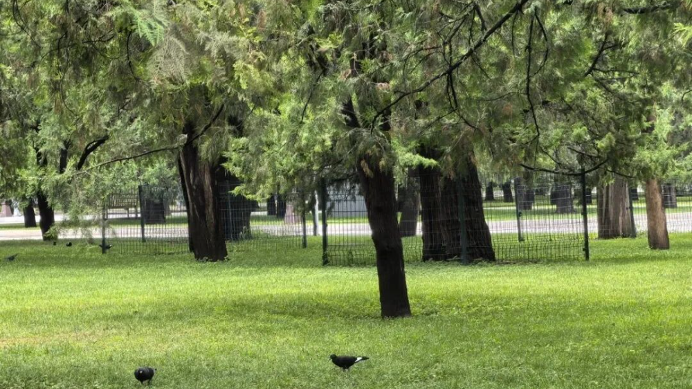 树木认养不能再使用明星姓名？地坛公园工作人员回应