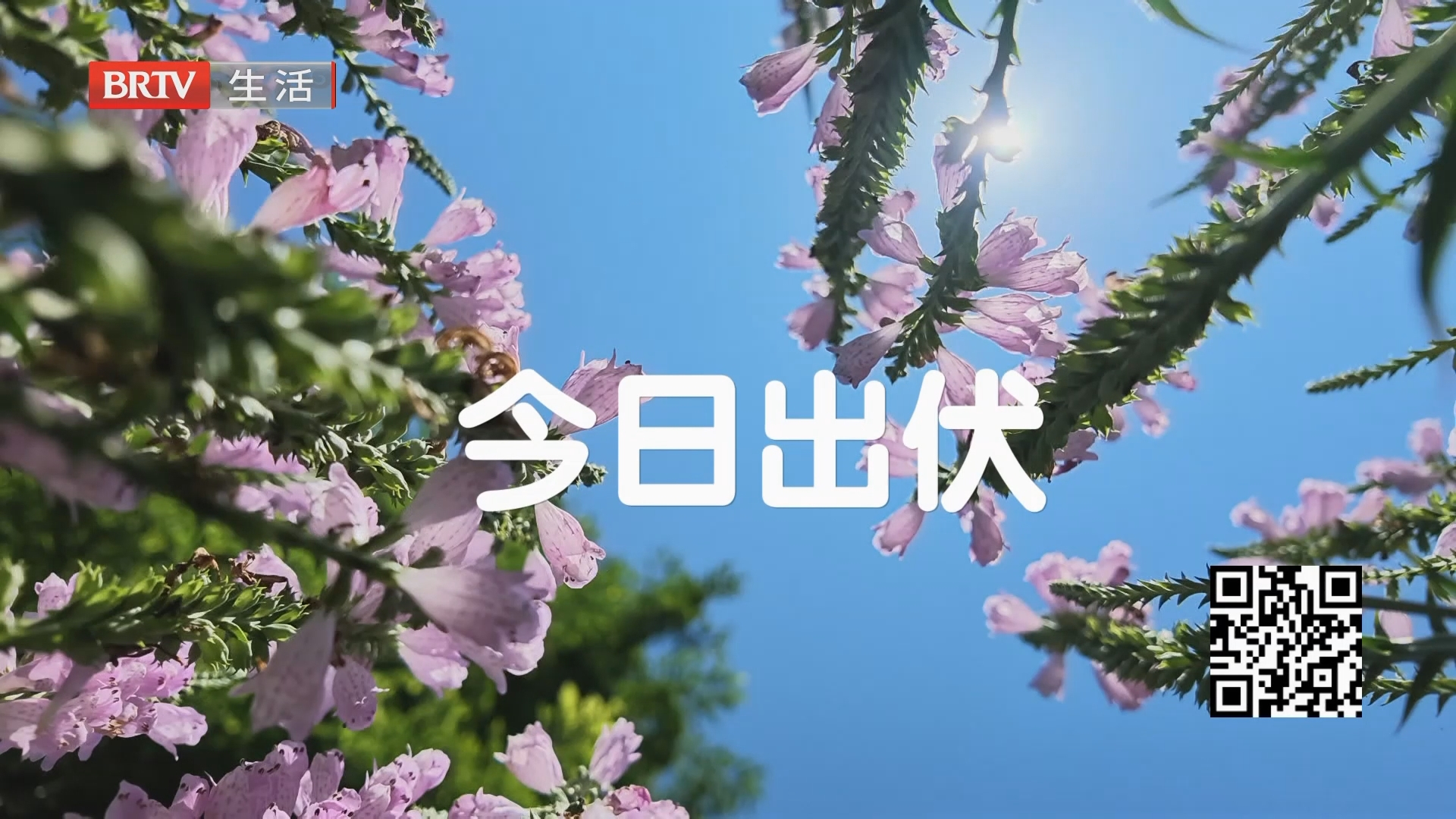 今日正式出伏 何时开启凉爽模式？ 中医教您出伏养生小妙招