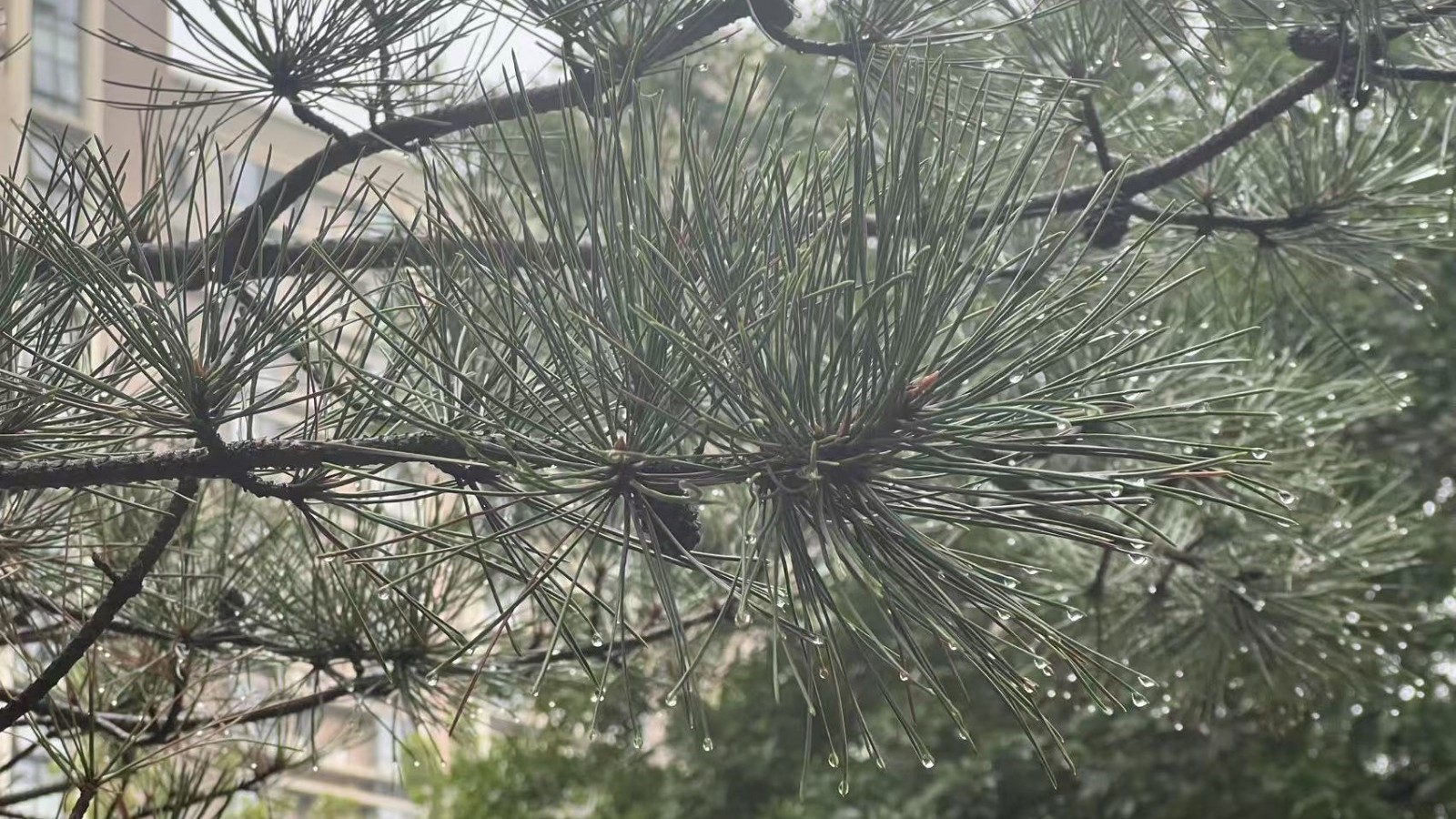 今天最高气温32℃ 早晨还有降雨 上班带把伞