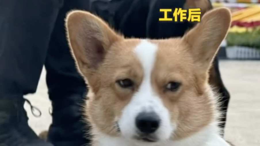 网红柯基警犬福仔上班前后，“班味”会平等对待每个物种