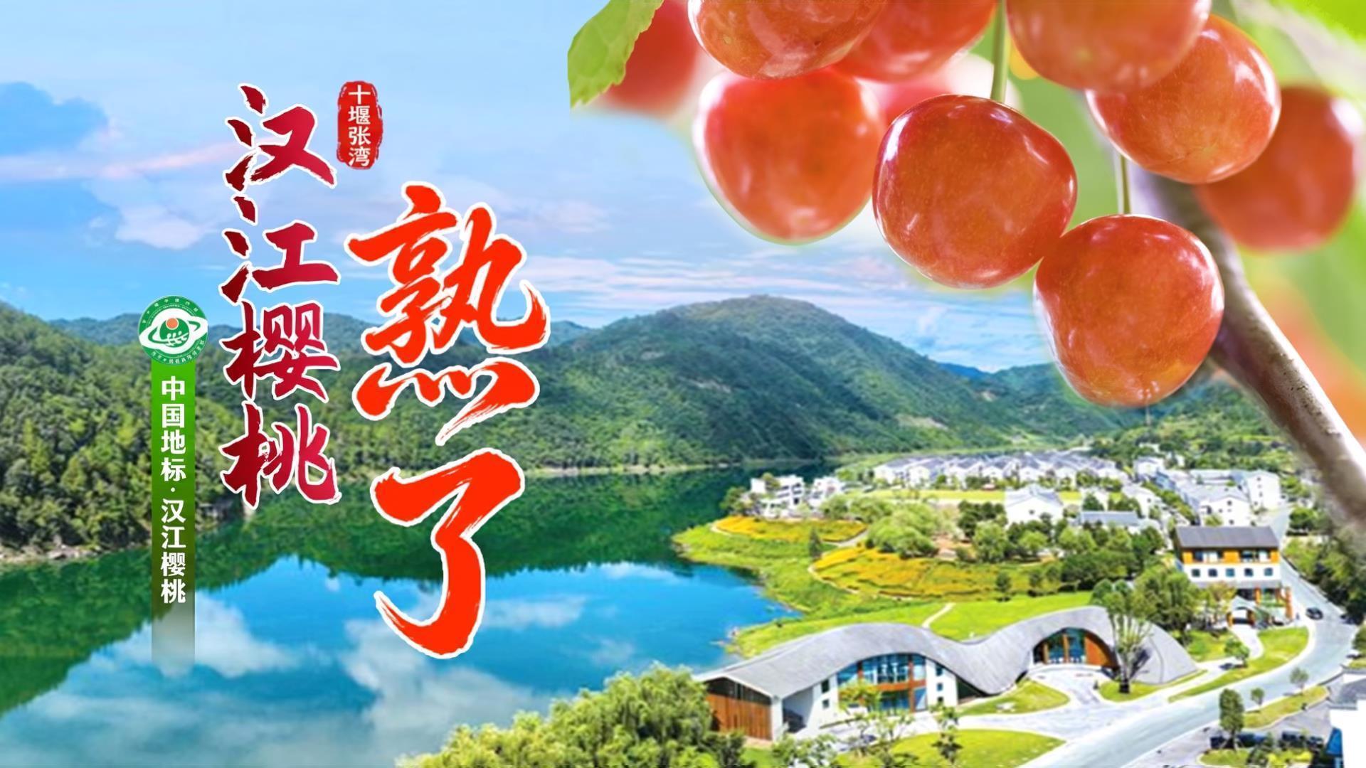 同饮一江水 共品一树樱 十堰张湾汉江樱桃即将“甜蜜”赴京