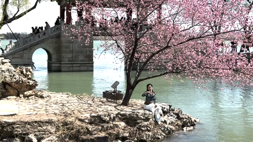 颐和园网红桃树开花美如画引来外国小姐姐打卡！