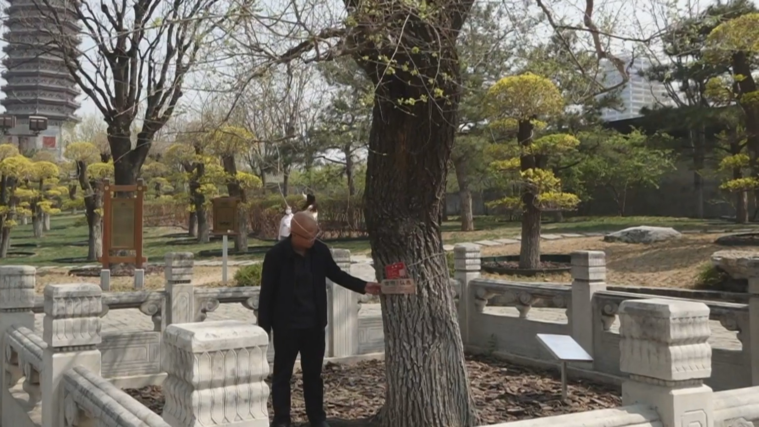 北京首次在全市启动树木认养行动 2000株树木静待守护 北京首次在全市启动树木认养行动 2000株树木静待守护