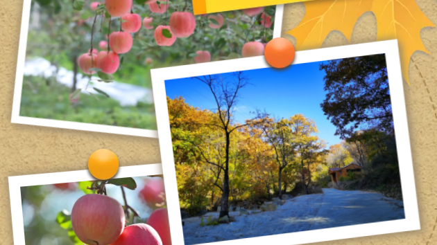 昌平秋色绚烂,一起体验苹果采摘之旅吧~ 昌平秋色绚烂,一起体验苹果采摘之旅吧~
