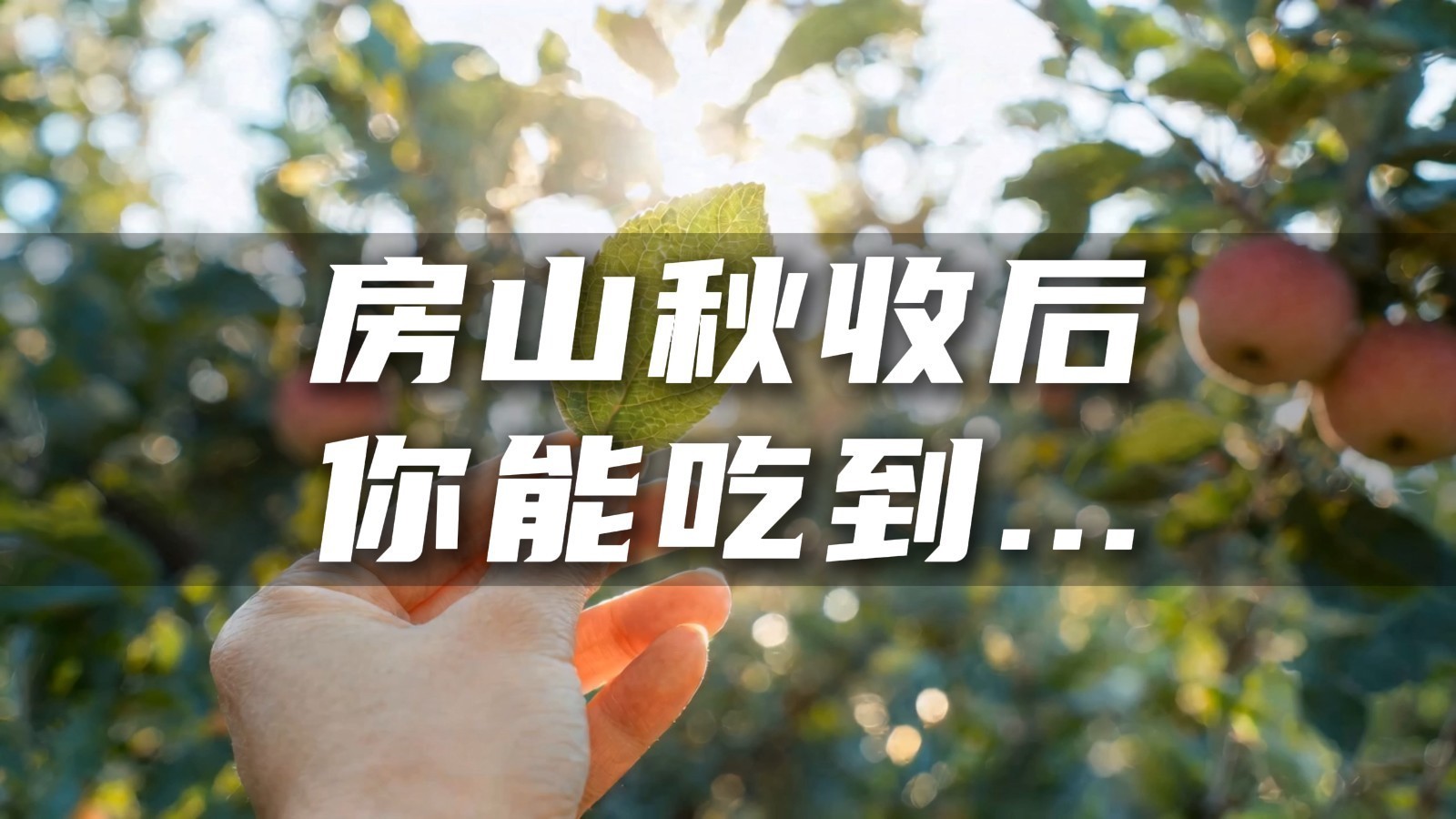 秋收后,来北京房山你能吃到…… 秋收后,来北京房山你能吃到……