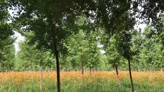 有“颜值”有“价值” 这里的林下资源变为群众的“摇钱树” 有“颜值”有“价值” 这里的林下资源变为群众的“摇钱树”