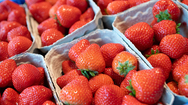 为“一颗草莓”立一部法