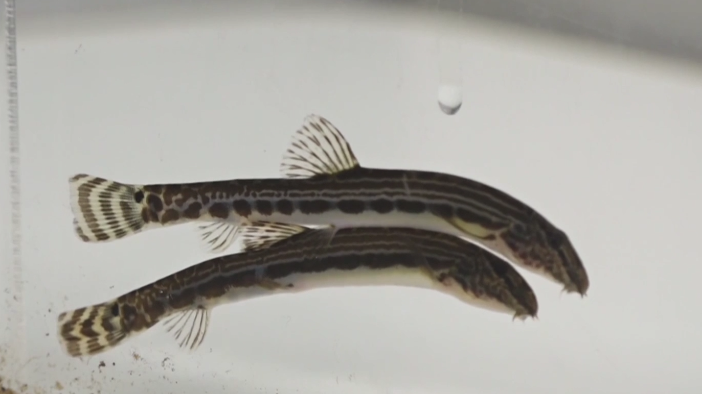 北京发现鱼类新物种“北京花鳅”
