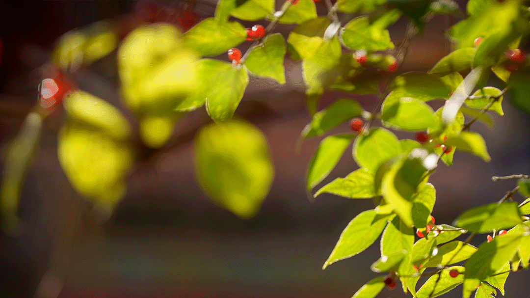 故宫里这些小众花木，是我们的植树节“特别推荐”！
