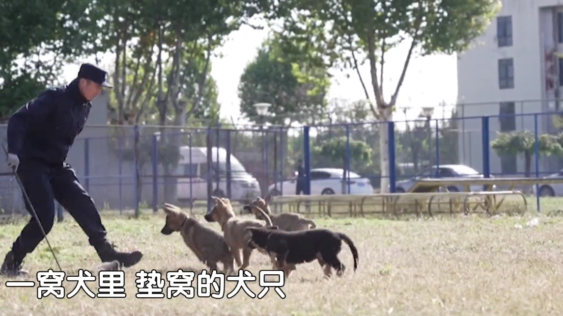 北京警察纪实：探秘“警犬幼儿园”