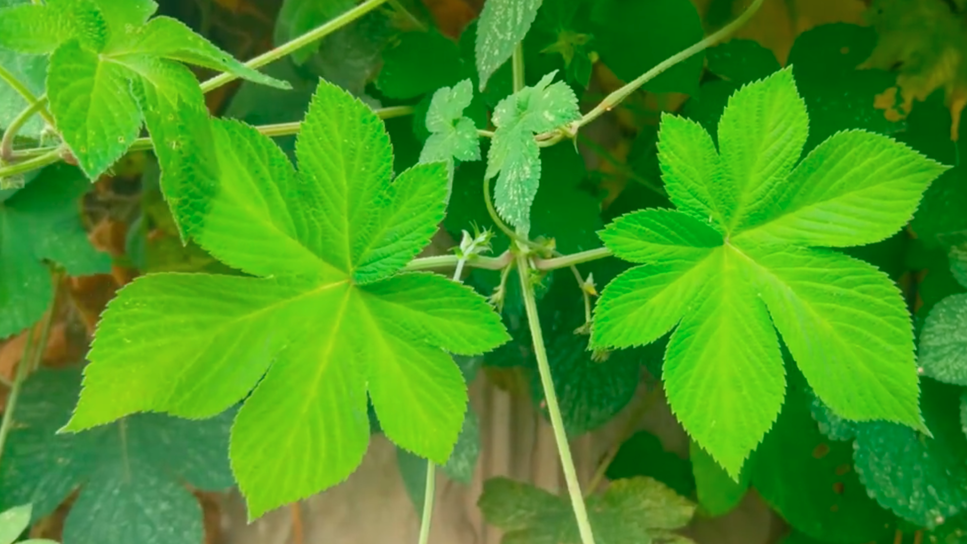 夏秋季花粉主要以杂草类花粉为主，主要为蒿草 葎草 藜科 豚草
