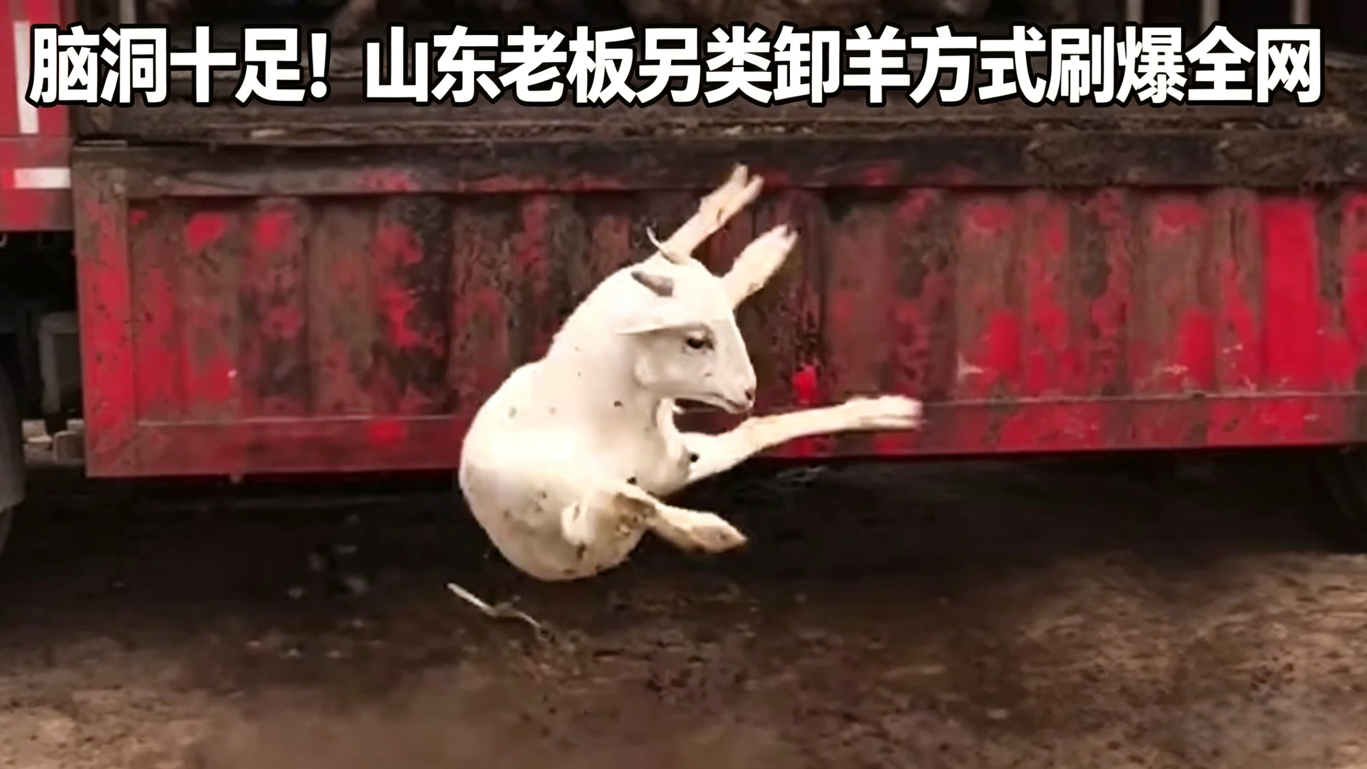 脑洞十足！山东老板另类卸羊方式刷爆全网