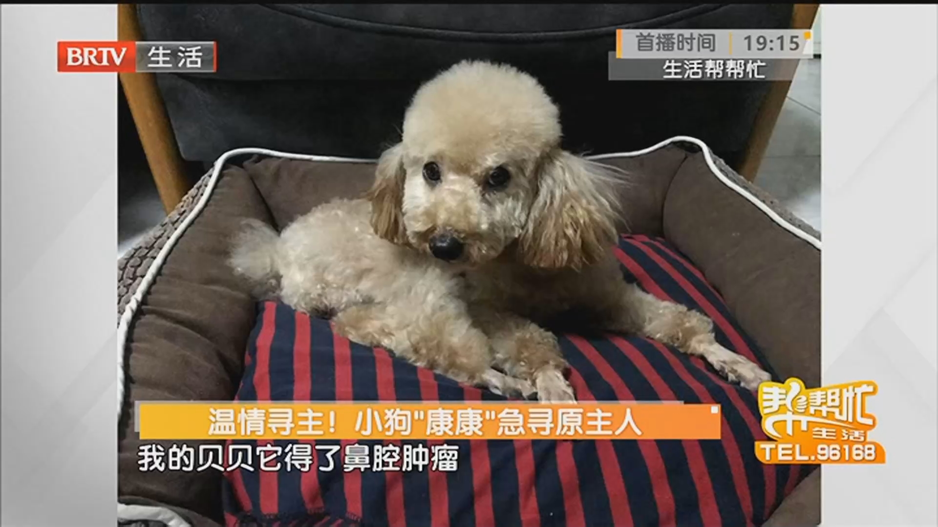 温情寻主！小狗“康康”急寻原主人