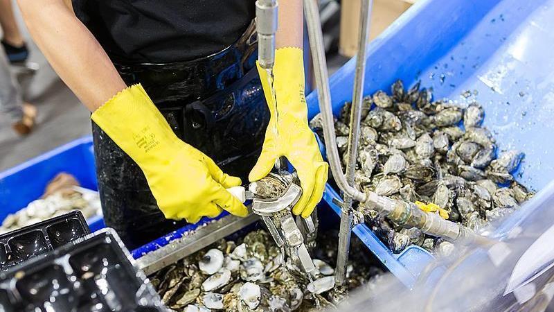 不起眼的小伤口可能致命 警惕“隐藏杀手”创伤弧菌 不起眼的小伤口可能致命 警惕“隐藏杀手”创伤弧菌