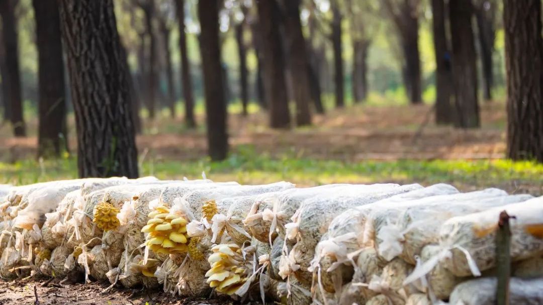 北京房山:阎村镇解锁林下“富矿”,助力乡村振兴新引擎 北京房山:阎村镇解锁林下“富矿”,助力乡村振兴新引擎