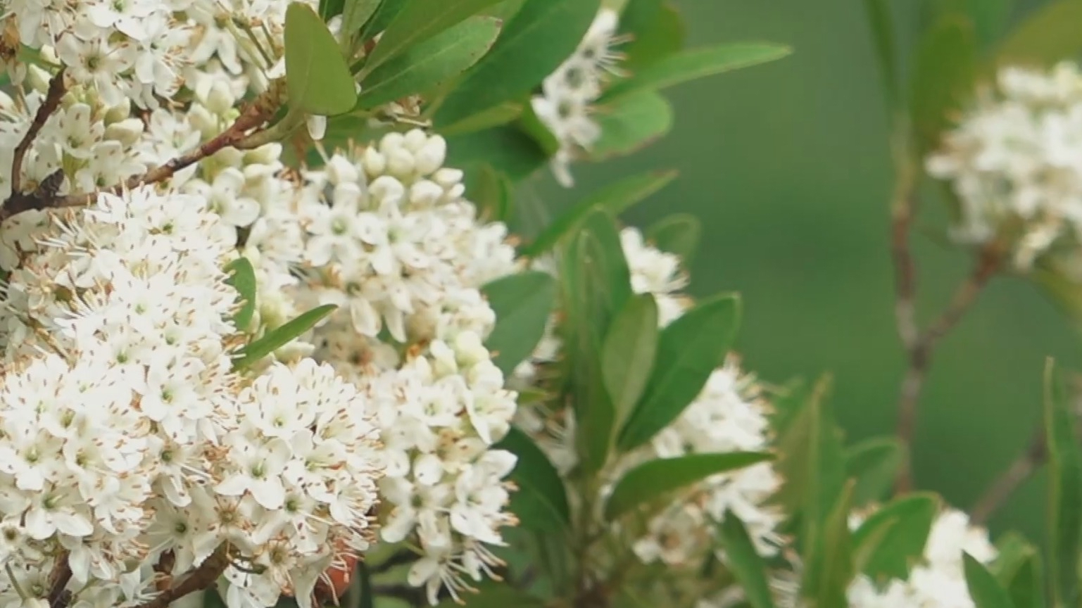 北京大安山林场发现大面积照山白杜鹃 北京大安山林场发现大面积照山白杜鹃