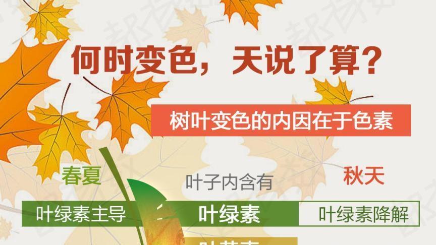 红叶季到底哪天开始?盯准这个时间点 红叶季到底哪天开始?盯准这个时间点