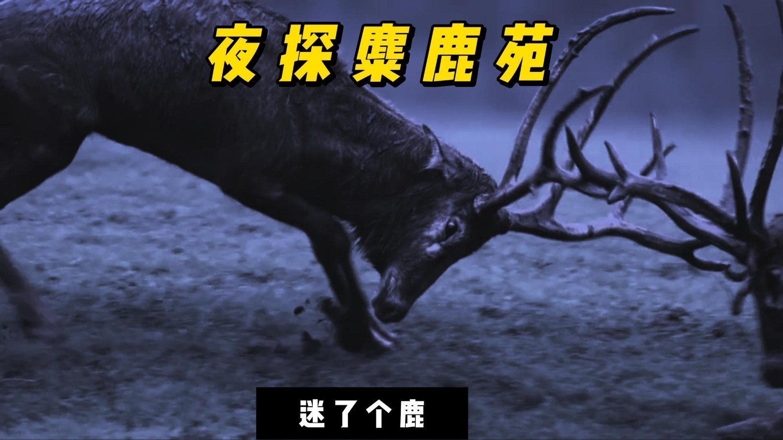 夜探麋鹿苑#麋鹿回家四十载，永定河畔麋鹿生#迷了个鹿