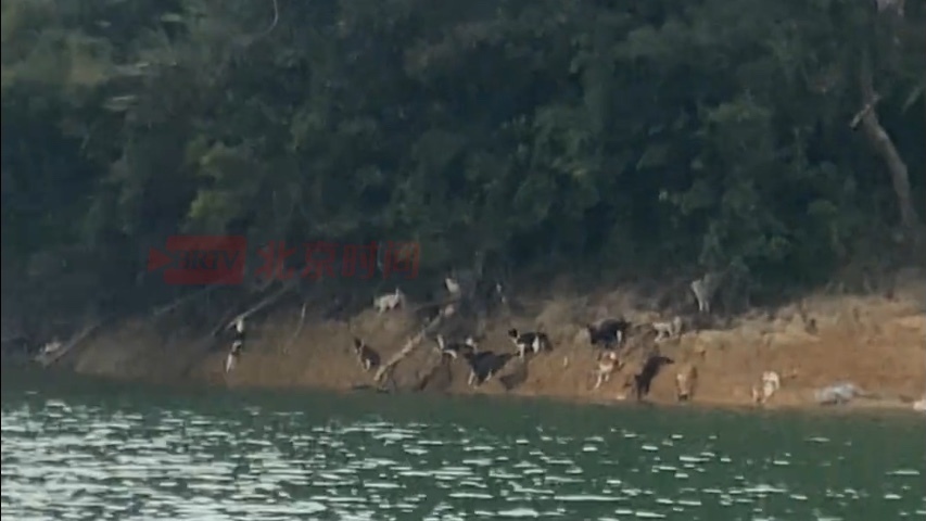广东一水库旁多人放生猫 警方反馈已处置 将追查放生人员
