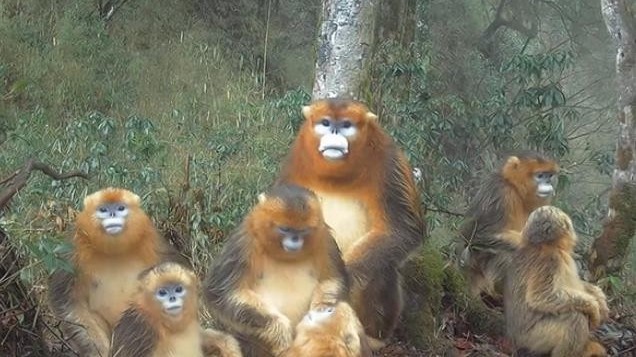 超萌!看野生动物的“带娃”日常 超萌!看野生动物的“带娃”日常