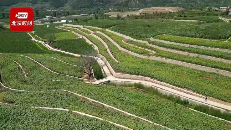 梨花映山红 平谷区镇罗营革命老区振兴新路