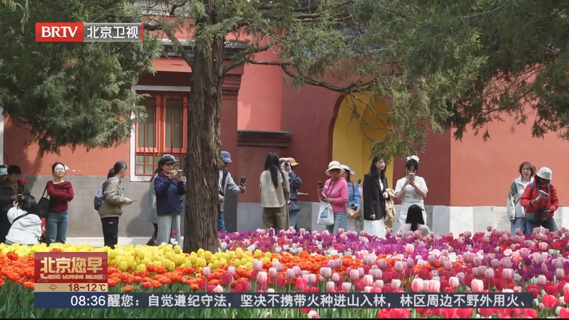 七大展区全域联动 北京郁金香文化节邀您“郁”见春天