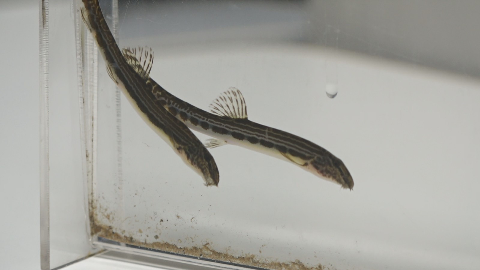 北京发现鱼类新物种——“北京花鳅” 北京发现鱼类新物种——“北京花鳅”